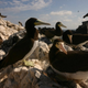 Birds of São Pedro and São Paulo archipelago in Brazil.
